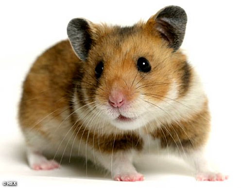 Cómo saber cuántos años tiene un hamster