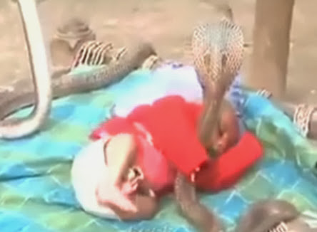 Cuatro cobras cuidan a un bebé en la India